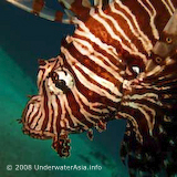 Lionfish